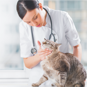 Vet Medical Products